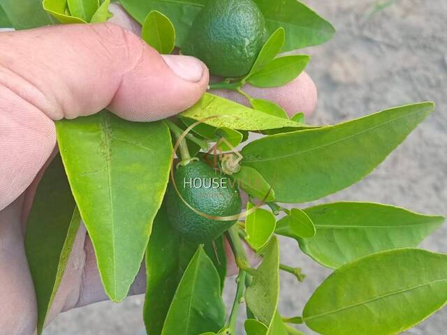 #CH466 - Chácara para Venda em Jacareí - SP - 1