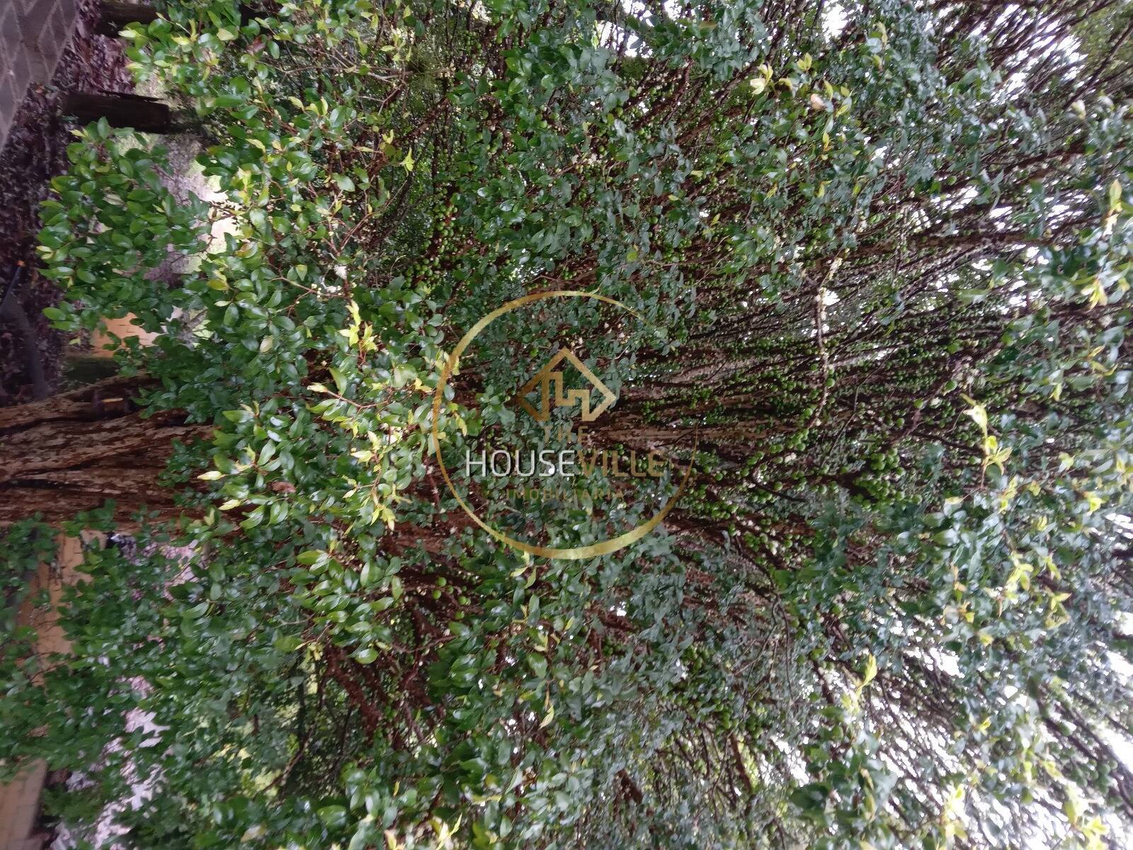 Chácara, 3 quartos, 1 hectares - Foto 50