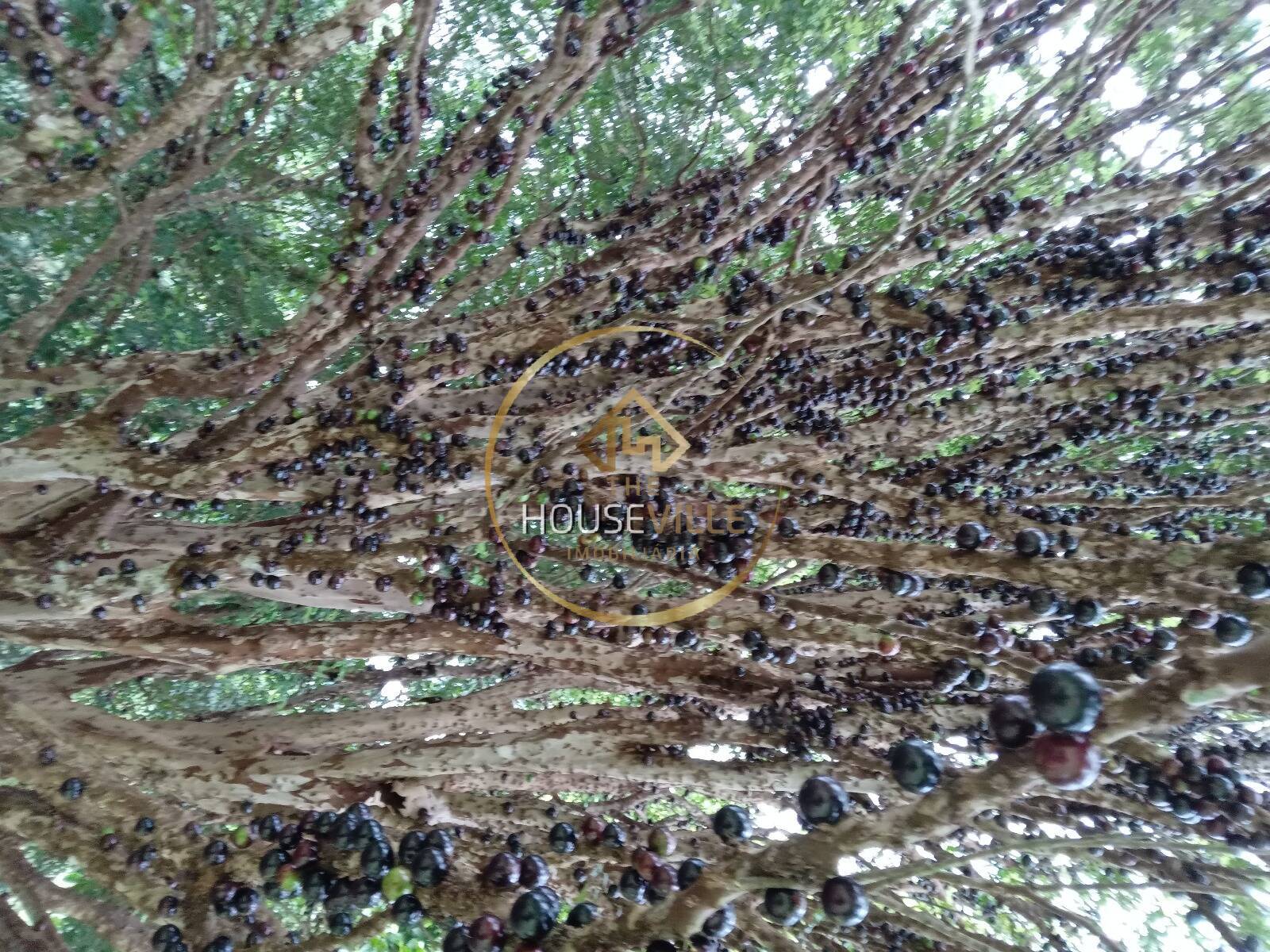 Chácara, 3 quartos, 1 hectares - Foto 52