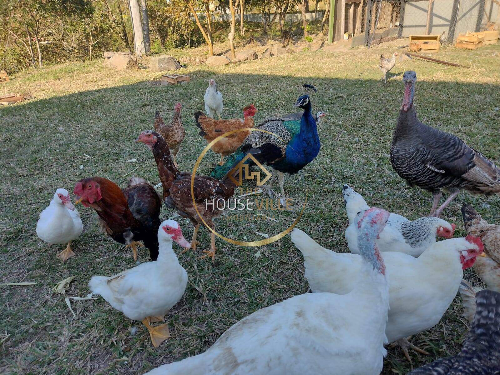 Chácara, 3 quartos, 1 hectares - Foto 18