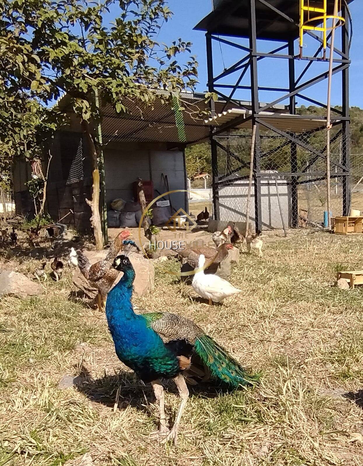 Chácara, 3 quartos, 1 hectares - Foto 26